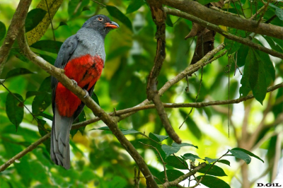 TROGÒN COLIPIZARRA (Trogòn massena) (H)